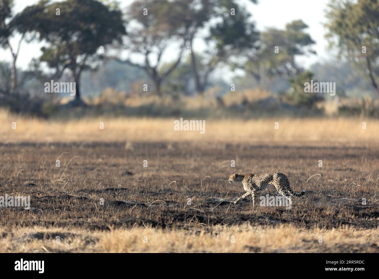 Un Cheetah mince et rapide fait son chemin à travers une plaine ouverte comme il chasse dans les zones boisées du delta de l'Okavango, Botswana. Banque D'Images