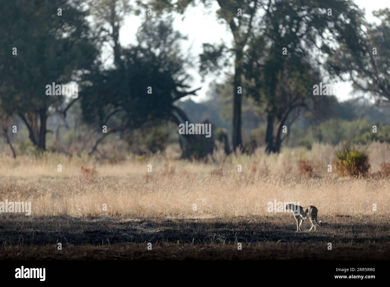 Un Cheetah mince et rapide fait son chemin à travers une plaine ouverte comme il chasse dans les zones boisées du delta de l'Okavango, Botswana. Banque D'Images