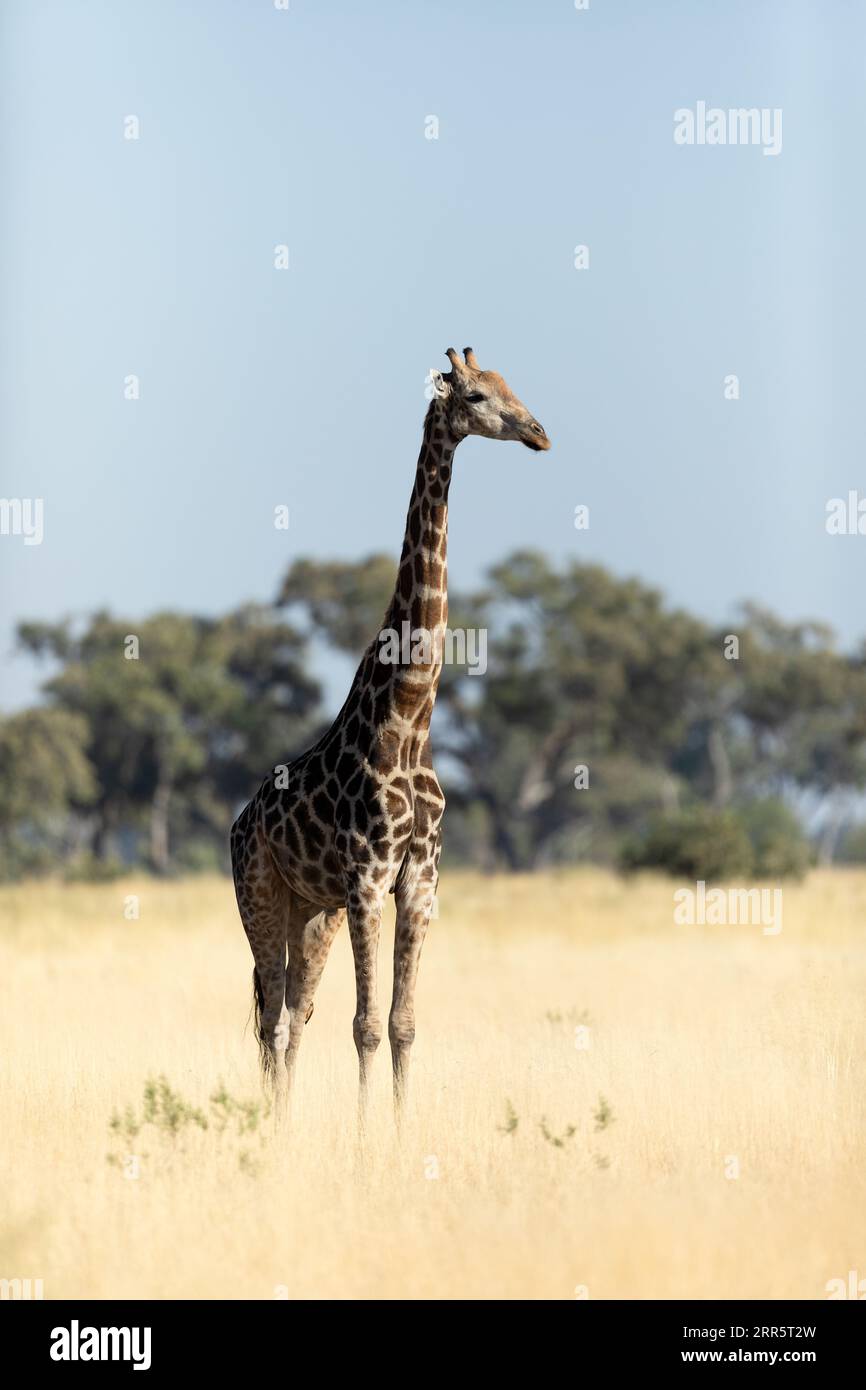 Une girafe solitaire se dresse dans l'herbe dorée d'une savane ouverte dans le delta de l'Okavango, au Botswana. Banque D'Images