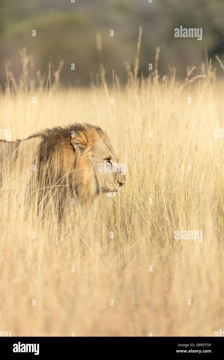 Un gros lion mâle se déplace à travers la longue herbe dorée d'une savane ouverte dans le delta de l'Okavango, au Botswana. Banque D'Images