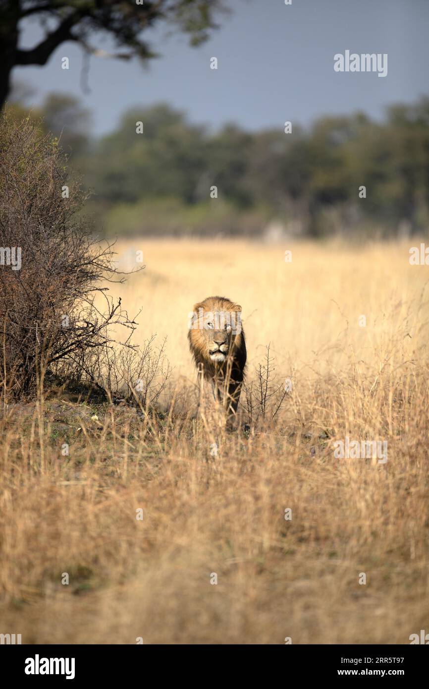 Un lion mâle solitaire se déplace à travers son territoire lors d'une patrouille matinale erreuse à Kanana, Delta de l'Okavango, Botswana. Banque D'Images