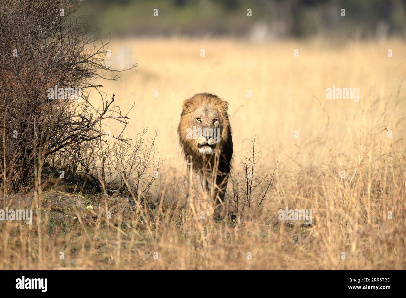 Un lion mâle solitaire se déplace à travers son territoire lors d'une patrouille matinale erreuse à Kanana, Delta de l'Okavango, Botswana. Banque D'Images