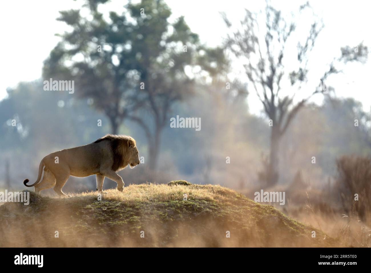 Après une longue matinée de chasse, un lion mâle grimpe sur un monticule herbeux pour arpenter la savane environnante. Banque D'Images