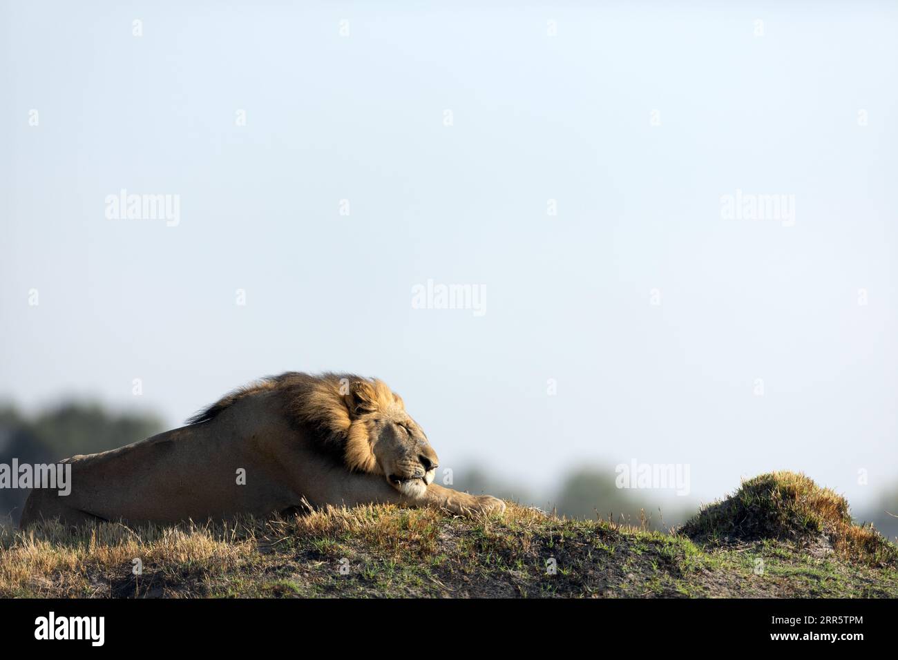 Un lion mâle repose dans la lumière dorée du matin à Kanana, Delta de l'Okavango, Botswana. Banque D'Images