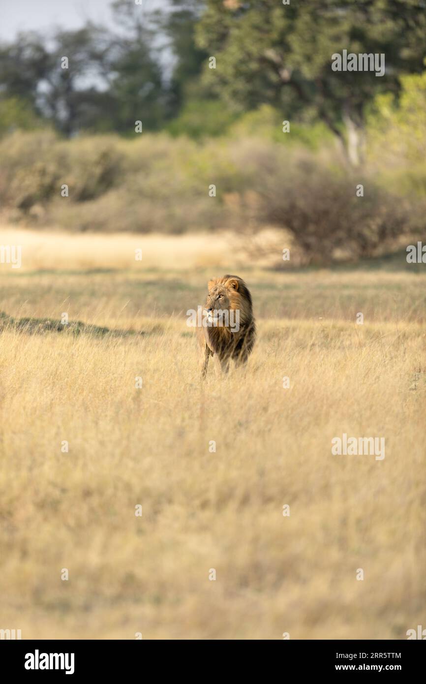 Un lion mâle à la crinière épaisse étudie la savane ouverte dans la concession Kanana du delta de l'Okavango, au Botswana. Banque D'Images