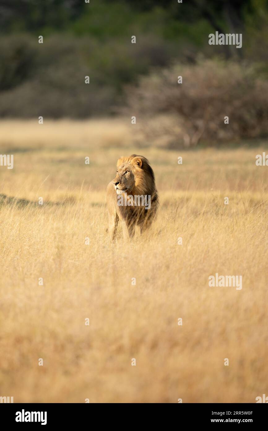 Un lion mâle à la crinière épaisse étudie la savane ouverte dans la concession Kanana du delta de l'Okavango, au Botswana. Banque D'Images