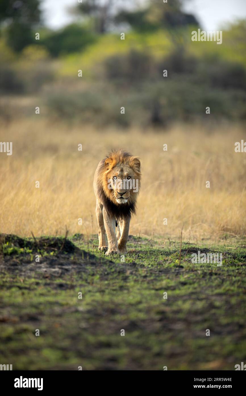 Un lion mâle fort marche à travers la savane ouverte dans le delta de l'Okavango, Botswana. Il a attrapé plus tard, avec sa fierté, un warthog pour un petit mea matinal Banque D'Images