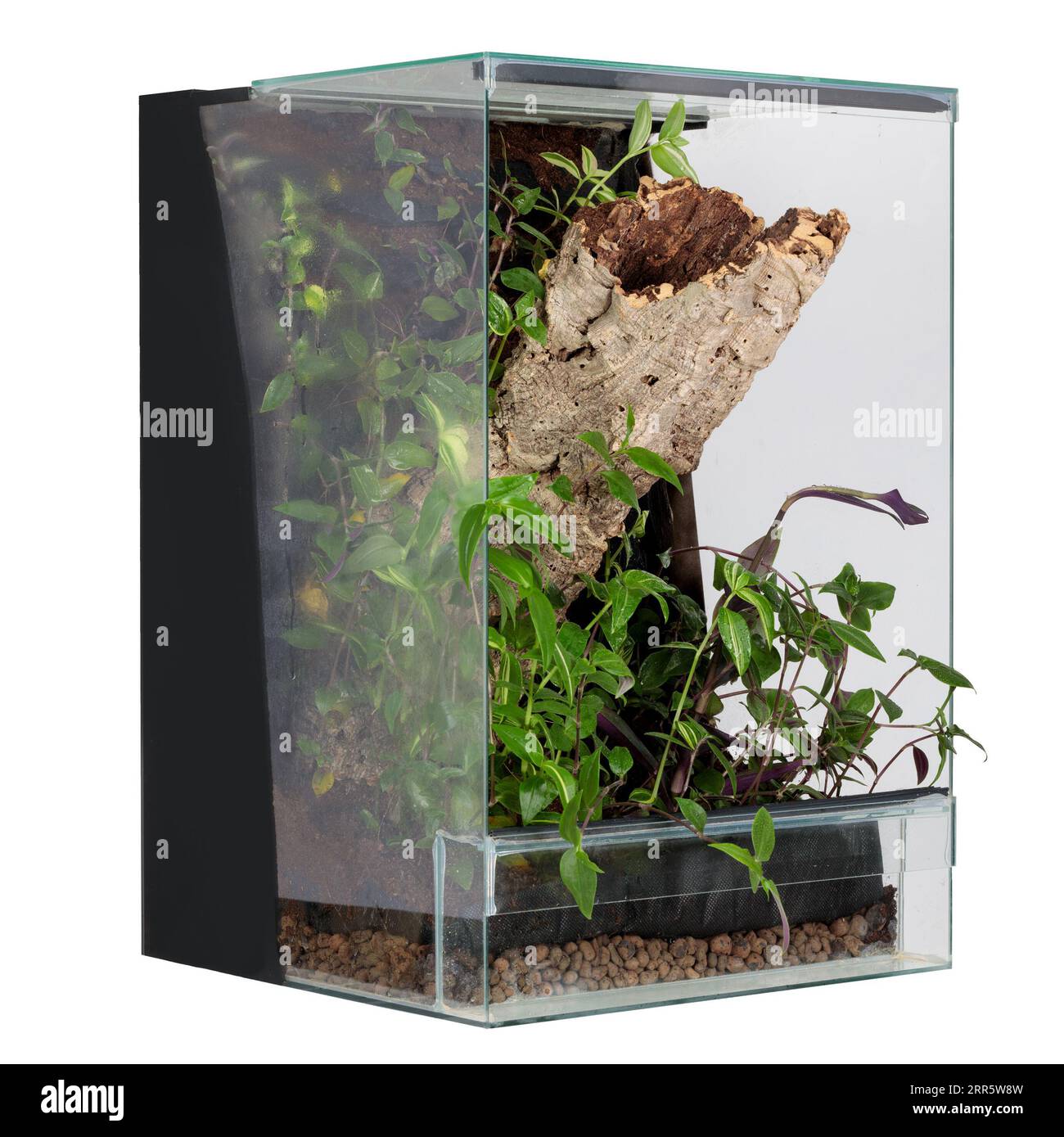 Terrarium en verre artisanal : un havre de reptile Banque D'Images