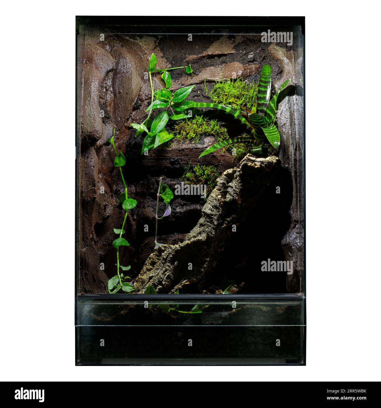 Terrarium isolé : vitrine en verre pour reptiles Banque D'Images