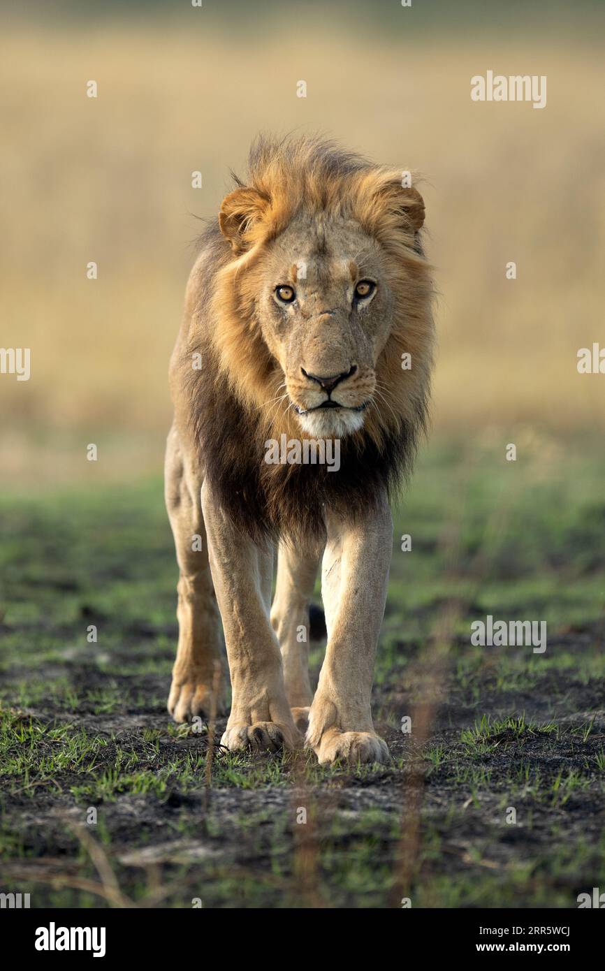 Un lion mâle fort marche à travers la savane ouverte dans le delta de l'Okavango, Botswana. Il a attrapé plus tard, avec sa fierté, un warthog pour un petit mea matinal Banque D'Images