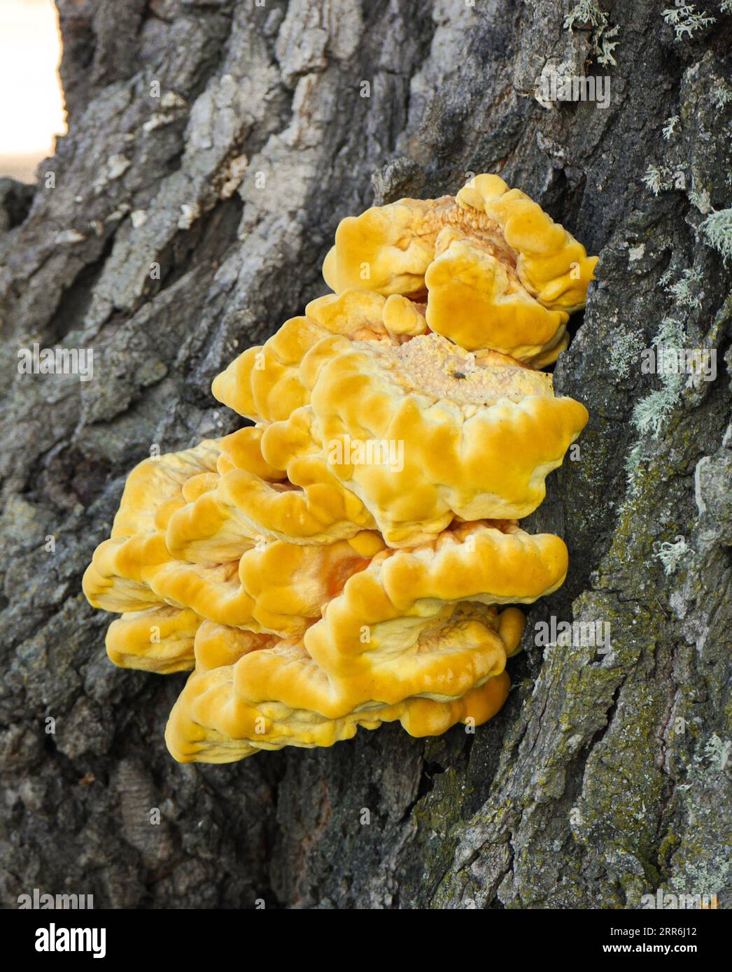 Gros plan de champignons poussant sur le tronc d'arbre Banque D'Images