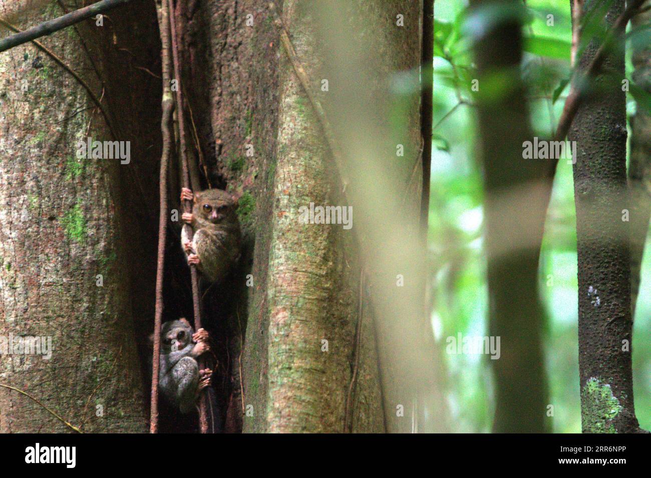 Deux individus de tarsiers spectraux de Gursky (Tarsius spectrumgurskyae), un primate nocturne parfois connu sous le nom de spectre de Tarsius ou Tarsius tarsier, sont visibles en plein jour dans la réserve naturelle de Tangkoko, Sulawesi du Nord, en Indonésie. La majorité des défis liés à la conservation des primates sont le résultat de comportements humains. En d'autres termes, la conservation des primates est un défi comportemental qui nécessite des solutions éclairées sur le plan comportemental. « Il faut une stratégie holistique d'éducation, de renforcement des capacités et de conservation communautaire qui s'appuie sur un mélange de connaissances issues de multiples sciences sociales... Banque D'Images
