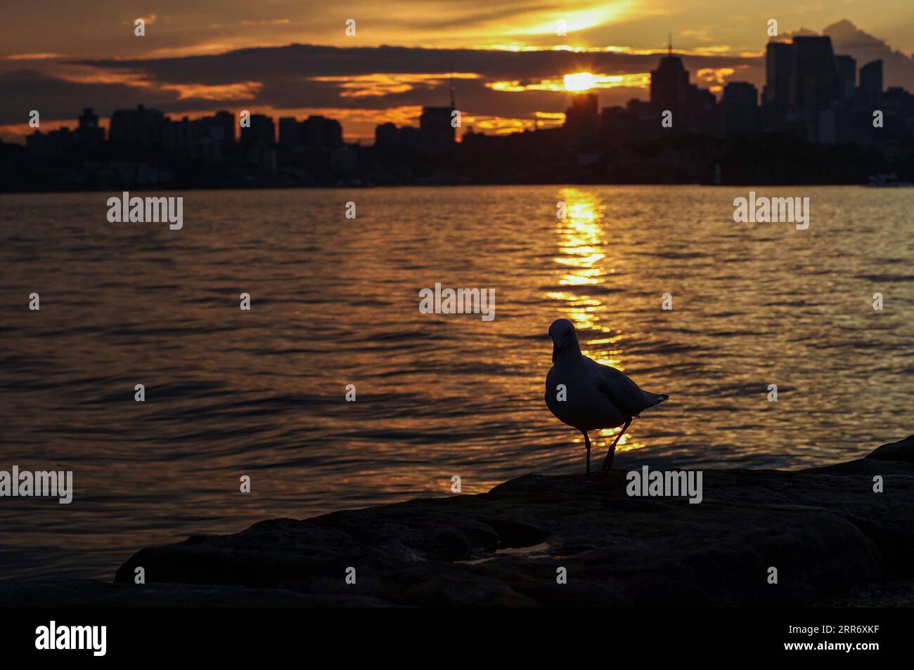 210303 -- SYDNEY, le 3 mars 2021 -- une photo prise le 8 août 2020 montre une mouette au bord de la mer à Sydney, en Australie. Le 3 mars marque la célébration de la Journée mondiale de la vie sauvage. À l'heure actuelle, il existe 129 espèces d'oiseaux indigènes de Nouvelle-Galles du Sud officiellement répertoriés comme éteints ou menacés d'extinction. Les enregistrements de Forgotten Songs commémorent les chants de cinquante oiseaux autrefois entendus dans le centre de Sydney. AUSTRALIE-SYDNEY-PROTECTION-OISEAUX-OEUVRES BaixXuefei PUBLICATIONxNOTxINxCHN Banque D'Images