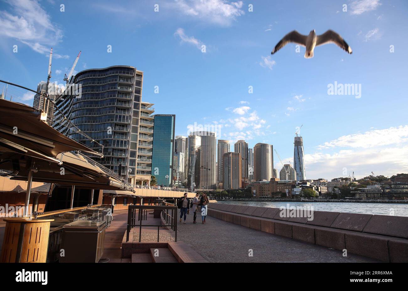 210303 -- SYDNEY, le 3 mars 2021 -- la photo prise le 27 mai 2020 montre une mouette volant au-dessus de Circular Quay à Sydney, en Australie. Le 3 mars marque la célébration de la Journée mondiale de la vie sauvage. À l'heure actuelle, il existe 129 espèces d'oiseaux indigènes de Nouvelle-Galles du Sud officiellement répertoriés comme éteints ou menacés d'extinction. Les enregistrements de Forgotten Songs commémorent les chants de cinquante oiseaux autrefois entendus dans le centre de Sydney. AUSTRALIE-SYDNEY-PROTECTION-OISEAUX-OEUVRES BaixXuefei PUBLICATIONxNOTxINxCHN Banque D'Images