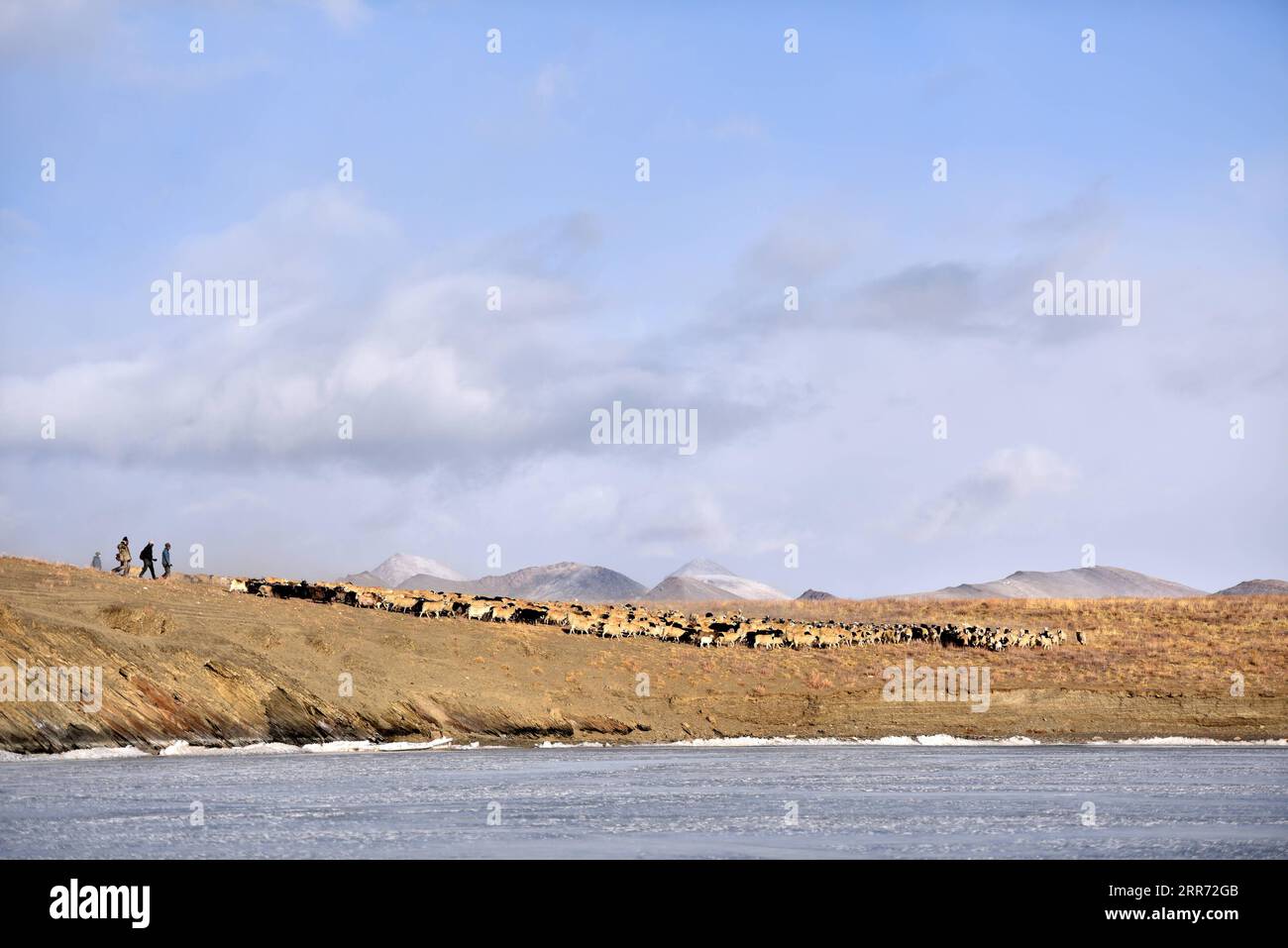 210309 -- LHASSA, le 9 mars 2021 -- Un troupeau de moutons est conduit à quitter une île sur le lac Puma Yumco gelé, dans la région autonome du Tibet du sud-ouest de la Chine, le 6 mars 2021. Dans la période la plus froide de chaque année, au village de Dowa, à 5 070 mètres au-dessus du niveau de la mer, des milliers de moutons sont emmenés à travers l'eau gelée vers les îles du lac Puma Yumco, l'un des lacs les plus hauts du monde. Les éleveurs passent généralement un mois avec les animaux sur les îles, où l'herbe pousse jusqu'à la taille. Lorsque le printemps approche, les troupeaux de moutons seront ramenés à leur ancien habitat, en marchant à nouveau sur le lac gelé avant le melti Banque D'Images