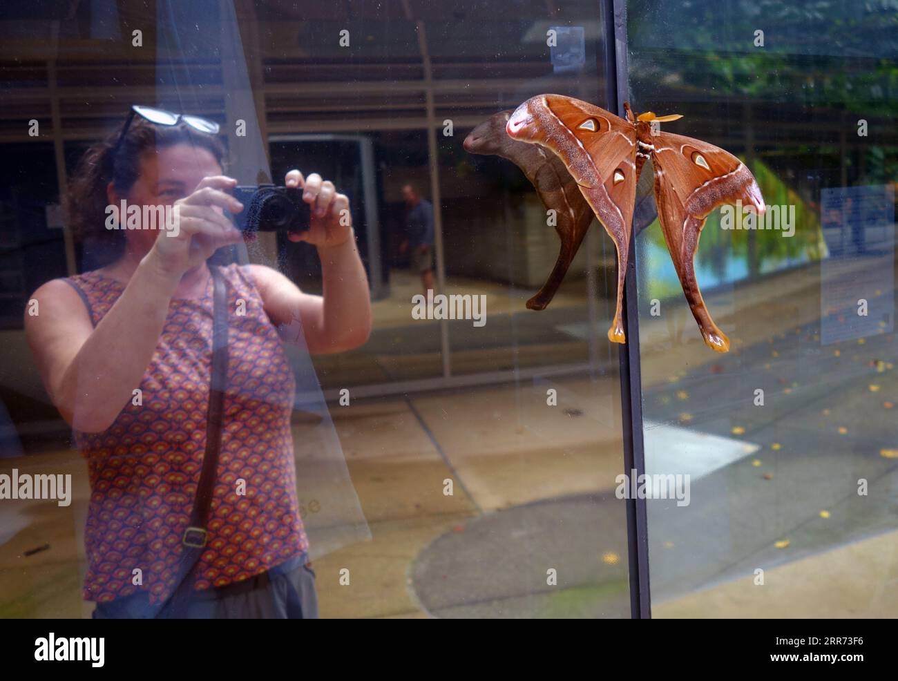 Femme photographiant la teigne masculine Hercules (Coscinocera hercules), perchée sur la fenêtre réfléchissante du bâtiment, Flecker Botanic Gardens, Cairns, Queensland, Banque D'Images