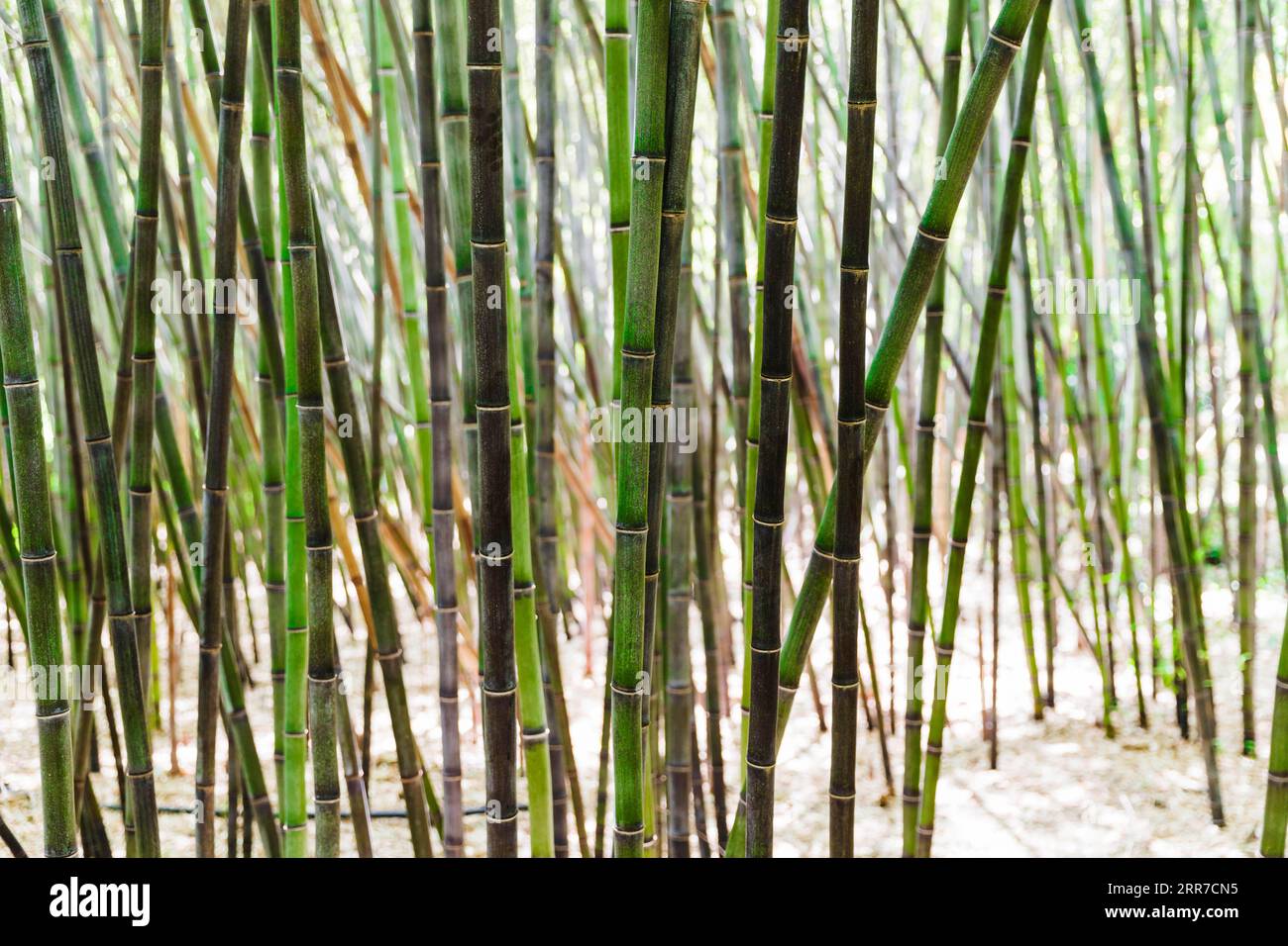 Fond vert bambou grove Banque D'Images
