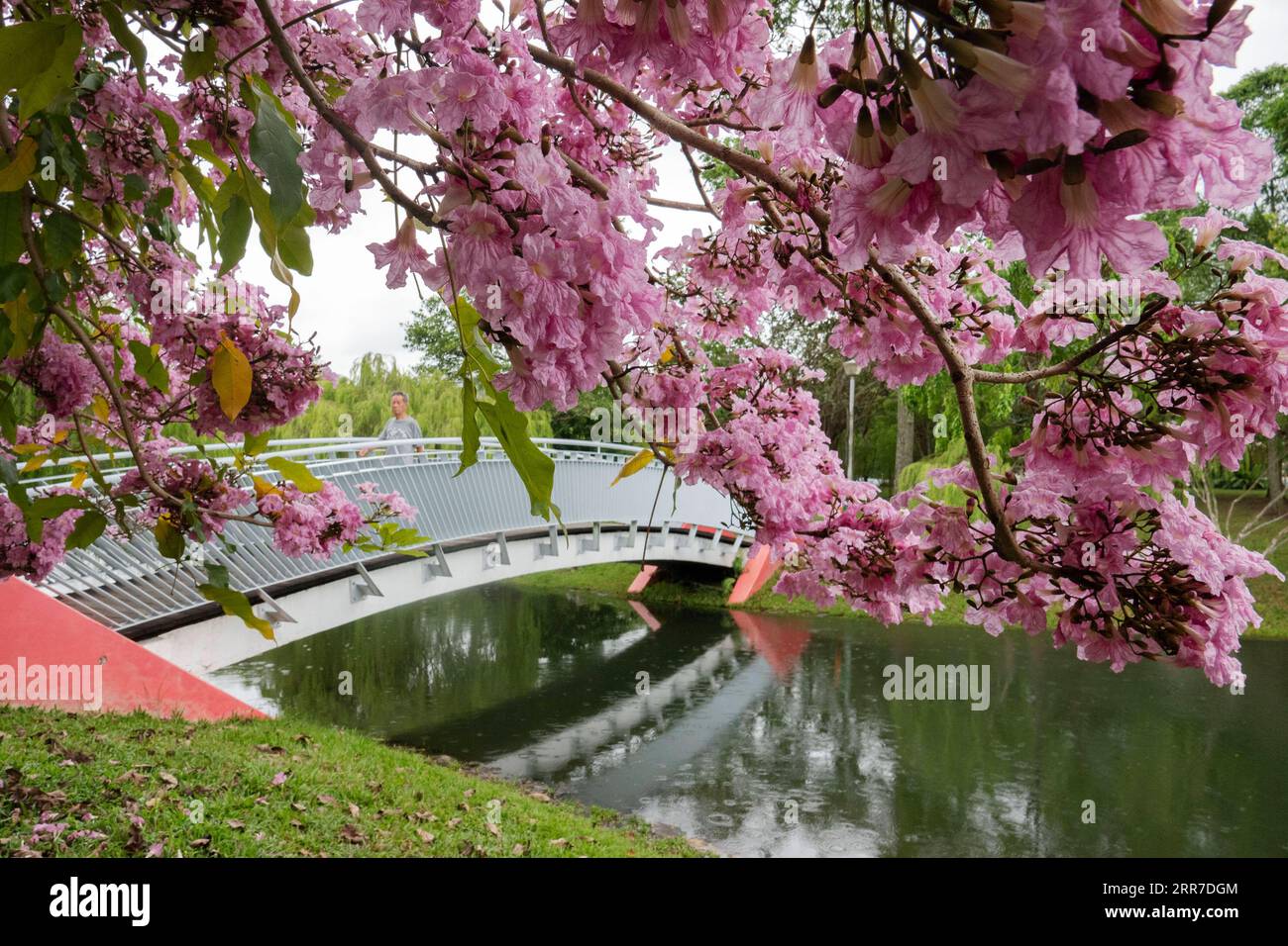 210326 -- SINGAPOUR, 26 mars 2021 -- fleurs de trompettes fleurissent dans le parc Bishan-Ang Mo Kio de Singapour le 25 mars 2021. SINGAPOUR-FLEURS-PRINTEMPS ThenxChihxWey PUBLICATIONxNOTxINxCHN Banque D'Images