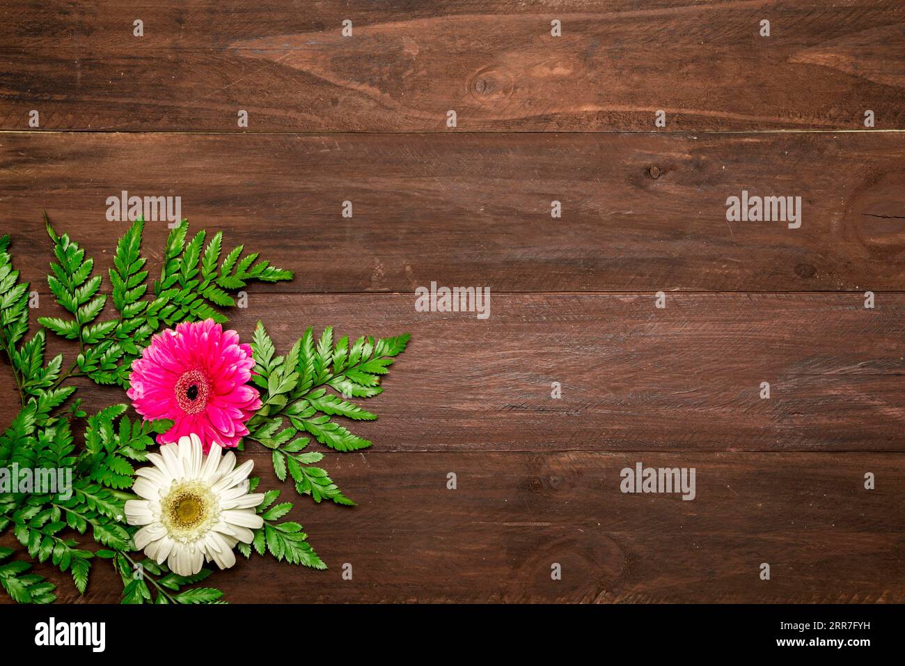 Fern laisse des fleurs de gerbera Banque D'Images