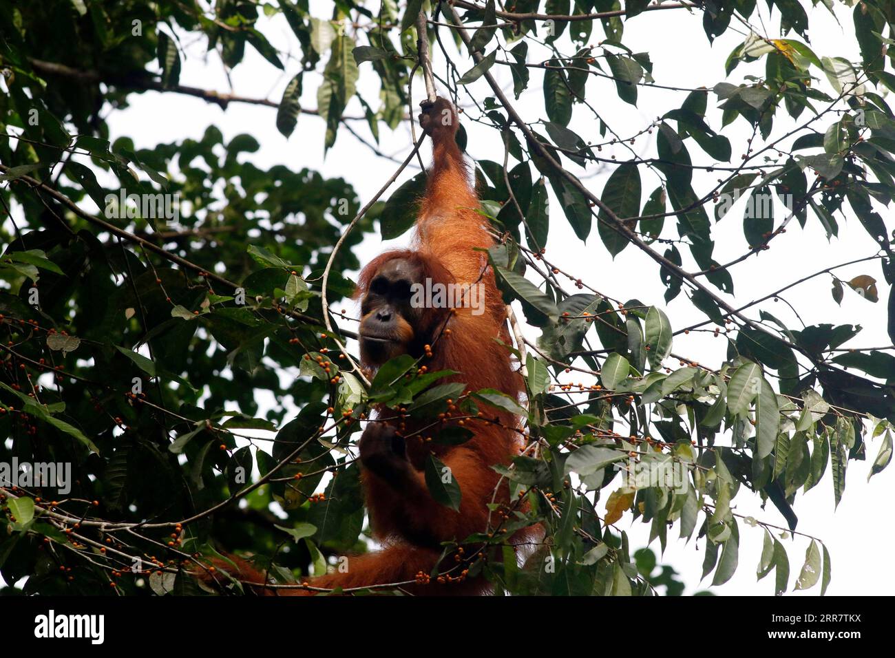 210404 -- ACEH, le 4 avril 2021 -- Un Pongo abelli d'Orangoutan sauvage de Sumatra se nourrit dans le parc national d'observation du mont Leuser de Ketambe dans le sud-est de l'Aceh, province d'Aceh, Indonésie. 4 avril 2021. Photo de /Xinhua INDONESIA-ACEH-SUMATRAN ORANG-OUTAN JunaidixHanafiah PUBLICATIONxNOTxINxCHN Banque D'Images