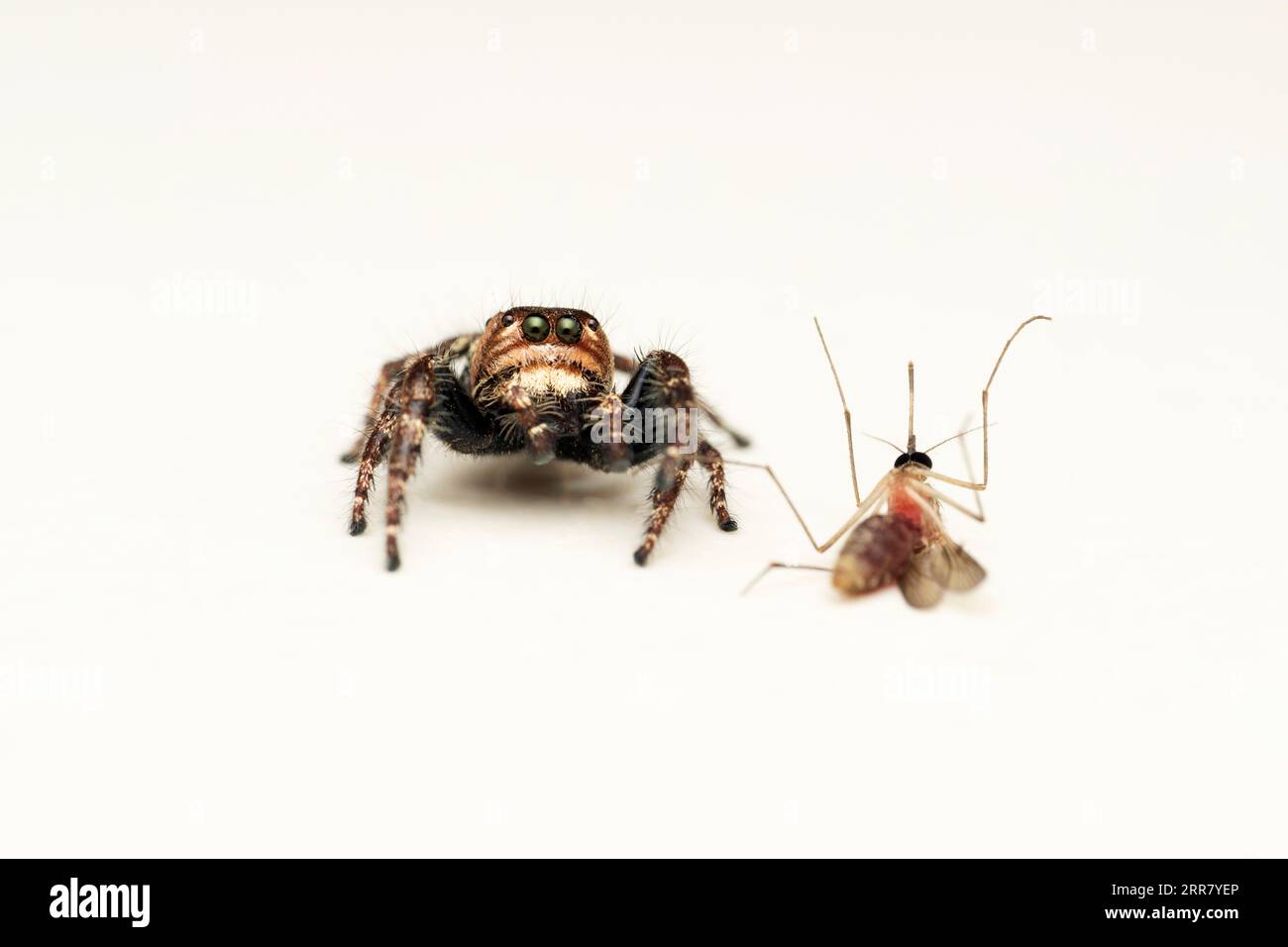 Hyllus semicupreus avec des moustiques tuent Satara, Maharashtra, Inde Banque D'Images