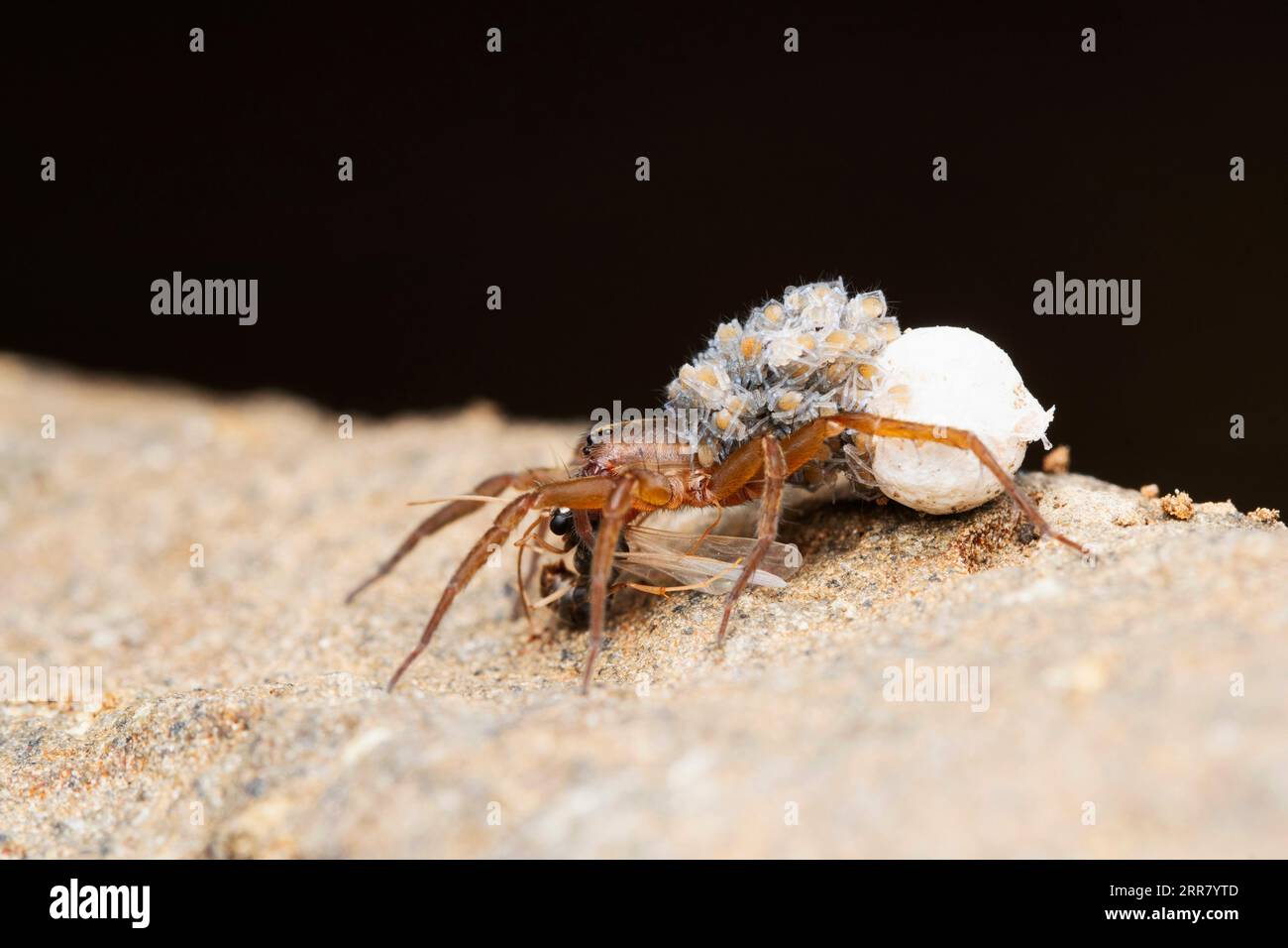 Araignée de loup femelle transportant ses bébés et sac d'œufs, Pardosa milvina, Satara, Maharashtra, Inde Banque D'Images