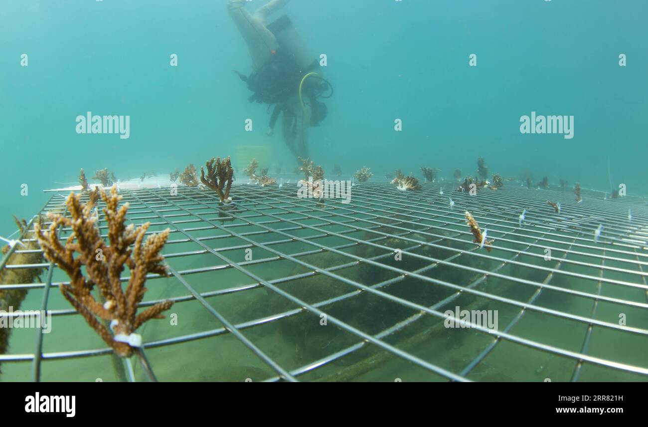 210413 -- HAIKOU, le 13 avril 2021 -- Un membre du personnel d'un institut d'études écologiques sur les plantes coralliennes dans les pépinières de récifs coralliens artificiels de type récif de la baie de Yazhou à Sanya, province de Hainan dans le sud de la Chine, 18 mars 2021. La démonstration de restauration écologique dans la baie de Yazhou a eu des effets initiaux. Le projet est proposé sur la base du besoin urgent de restauration de l'écosystème côtier de Hainan. Les chercheurs mènent des activités systématiques de restauration écologique de l’écosystème des récifs coralliens autour de l’île Dongluo. Grâce au travail des chercheurs, le taux de survie du corail a atteint plus Banque D'Images