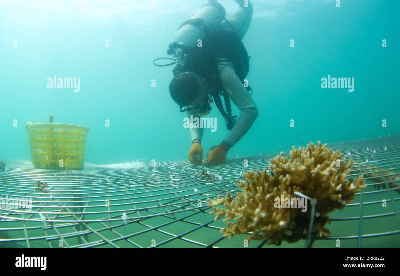 210413 -- HAIKOU, le 13 avril 2021 -- Un membre du personnel d'un institut d'études écologiques sur les plantes coralliennes dans les pépinières de récifs coralliens artificiels de type récif de la baie de Yazhou à Sanya, province de Hainan dans le sud de la Chine, 18 mars 2020. La démonstration de restauration écologique dans la baie de Yazhou a eu des effets initiaux. Le projet est proposé sur la base du besoin urgent de restauration de l'écosystème côtier de Hainan. Les chercheurs mènent des activités systématiques de restauration écologique de l’écosystème des récifs coralliens autour de l’île Dongluo. Grâce au travail des chercheurs, le taux de survie du corail a atteint plus Banque D'Images