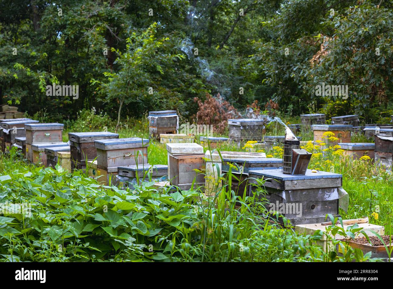 Un rucher dans la forêt avec ruches et fumoir d'abeilles. Photo de fond de production de miel biologique. Banque D'Images