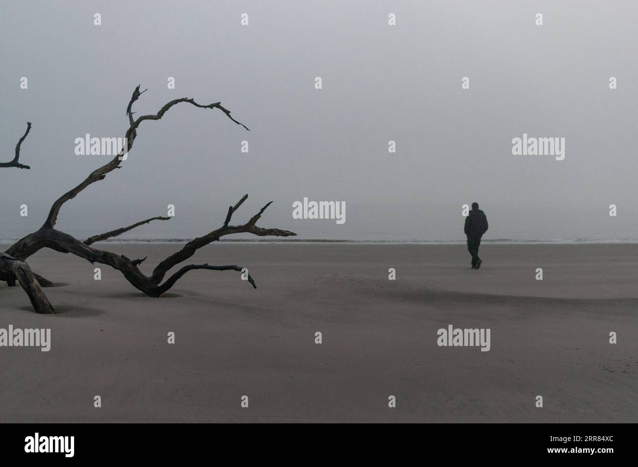 Un homme marchant au loin un matin brumeux à Driftwood Beach, Jekyll Island, Géorgie Banque D'Images