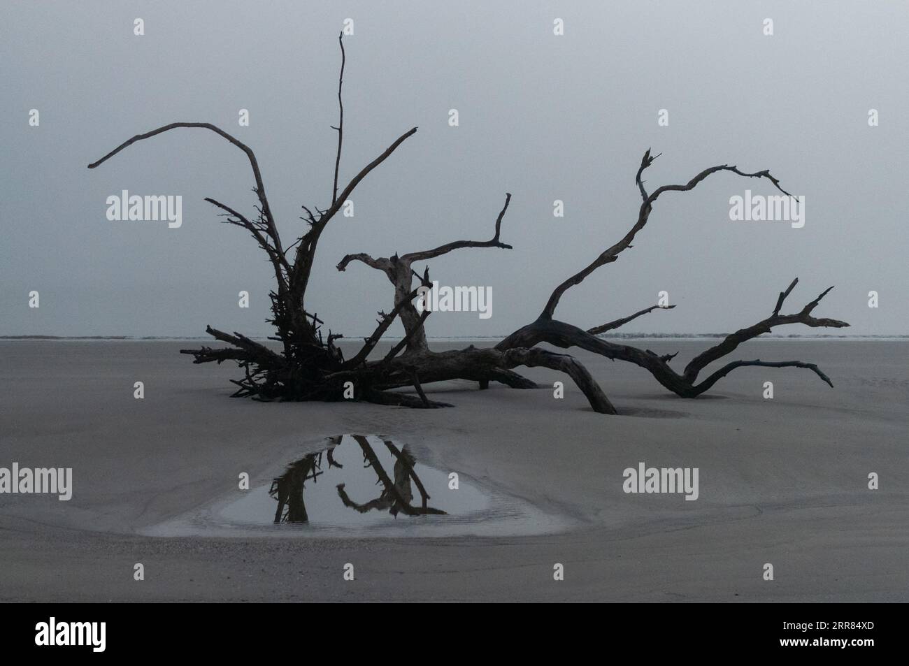 Un grand morceau de bois flotté et son reflet dans une flaque d'eau un matin brumeux à Driftwood Beach, Jekyll Island, Géorgie Banque D'Images