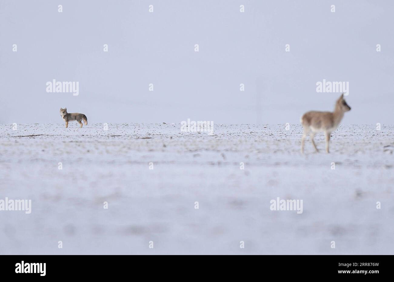 210422 -- XINING, le 22 avril 2021 -- une photo prise le 20 avril 2021 montre un renard regardant une antilope tibétaine à Hoh XIL, dans la province du Qinghai au nord-ouest de la Chine. Située dans la partie sud de la province de Qinghai, la région de Sanjiangyuan, ou les sources de trois rivières, à savoir le fleuve Yangtze, le fleuve jaune et le fleuve Lancang Mékong, est une barrière de sécurité écologique importante en Chine. Au cours des dernières années, la province de Qinghai a promu le projet de protection écologique dans la région, en mettant l'accent sur la restauration de la végétation et la construction de prairies, de déserts, de zones humides et de rivières et de lacs écologiques Banque D'Images