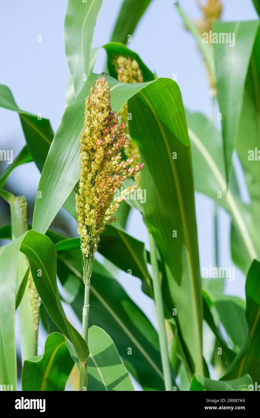 Sorgho, maïs soufflé, grand millet, têtes de graines de céréales sur les plantes au début de l'automne Banque D'Images