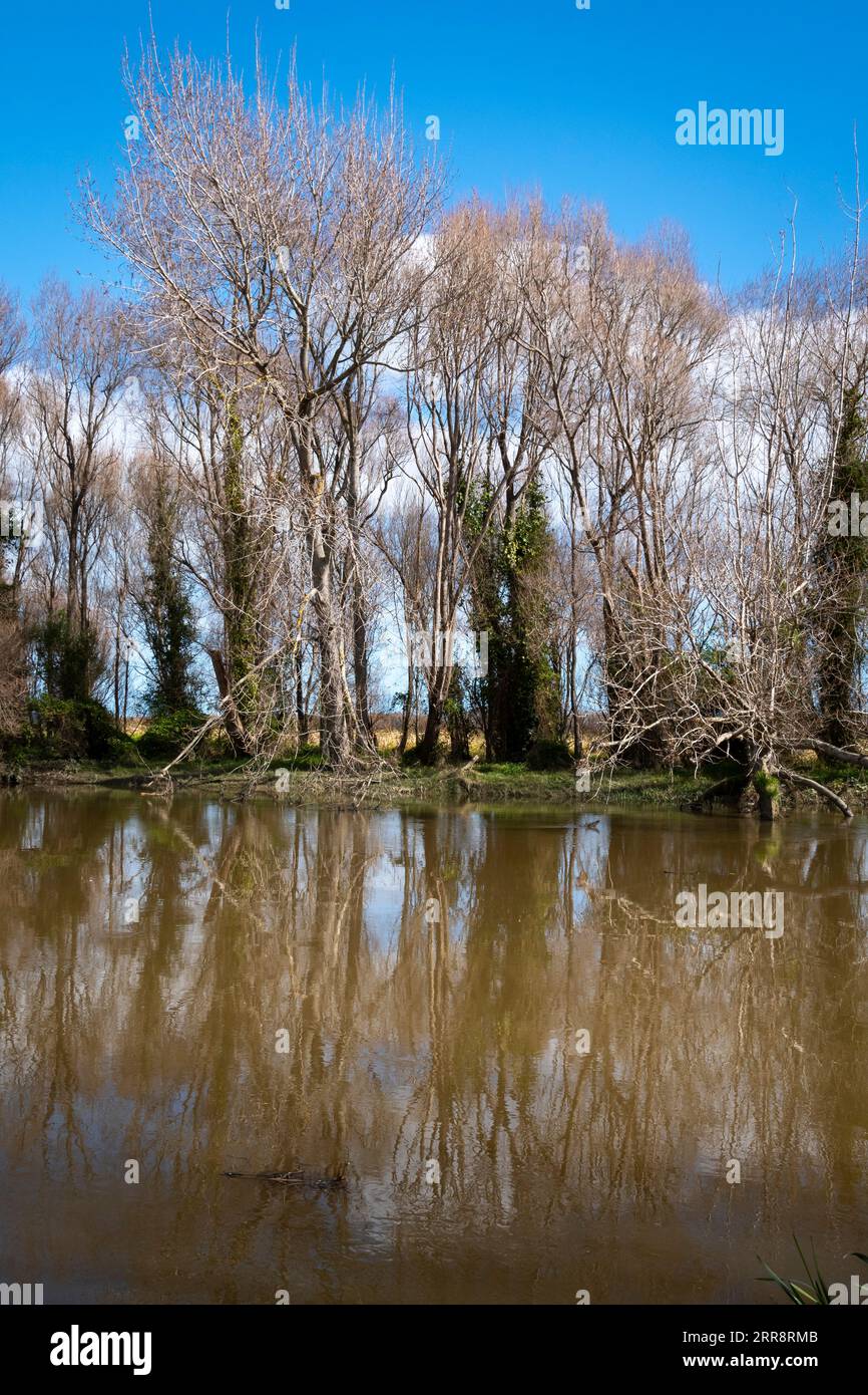Arbres d'hiver reflétés dans la rivière Manawatu, Foxton, Manawatu, Île du Nord, Nouvelle-Zélande Banque D'Images