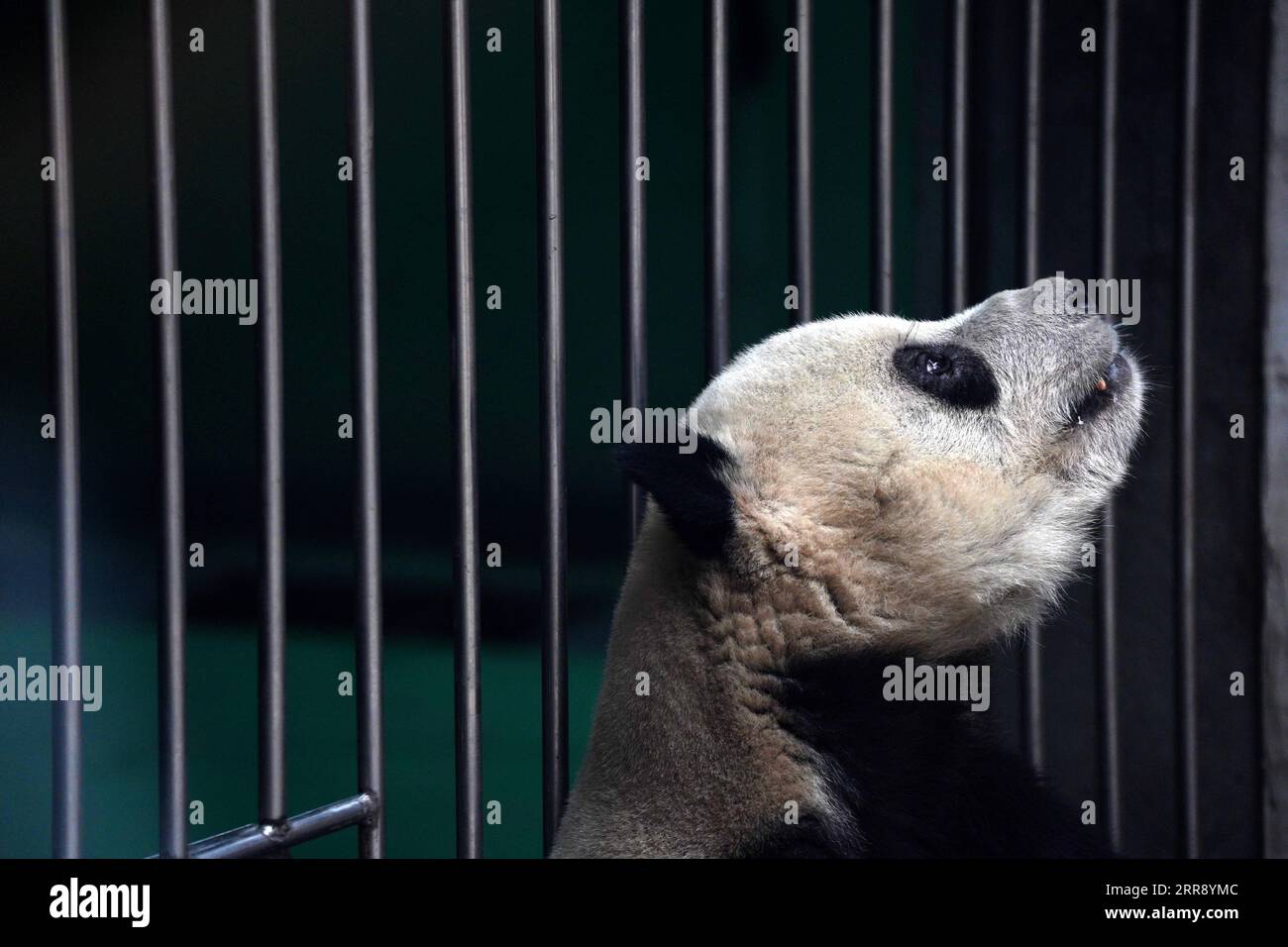 210521 -- PÉKIN, le 21 mai 2021 -- le panda géant Meng er est vu au pavillon du panda géant du zoo de Pékin à Pékin, capitale de la Chine, le 21 avril 2021. Ma Tao, 51 ans, éleveur du pavillon des pandas géants du zoo de Pékin, est une nourrice de pandas géants depuis 32 ans. Chaque jour, avant de travailler, Ma observe l’état des pandas géants et ajuste la recette de nourriture pour eux. Au cours des dernières années, Ma a nourri environ 20 pandas géants, avec qui il a également développé des émotions profondes. De nos jours, il peut rapidement juger de l'état de santé de l'animal avec des méthodes qu'il a explorées et conclues. Il enseigne également youn Banque D'Images