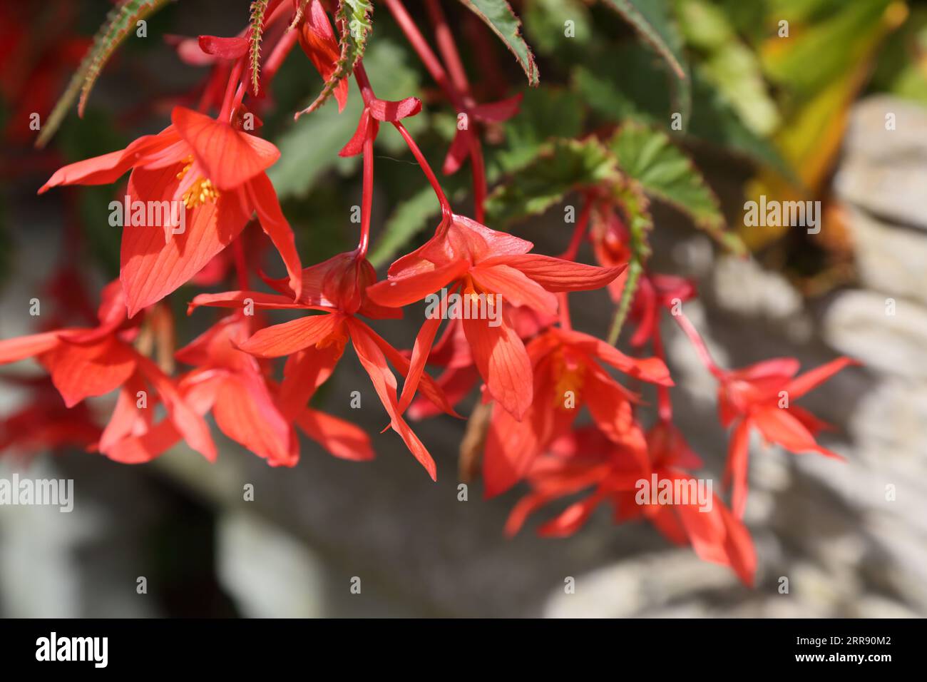 Gros plan de Red Begonias poussant à Summertime Banque D'Images