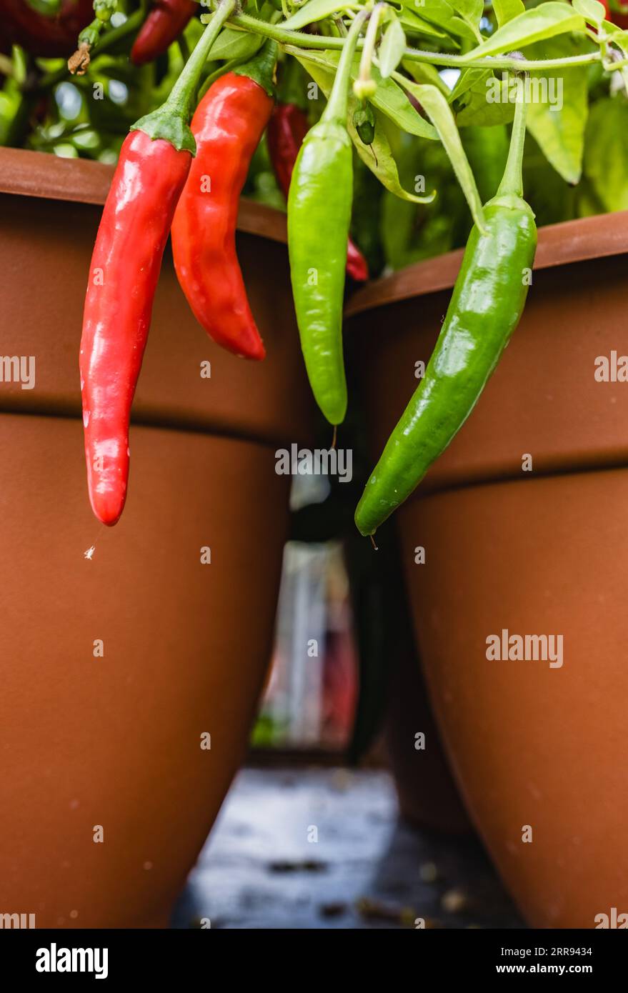 Poivrons rouges et verts poussant sur une plante de piment. Banque D'Images