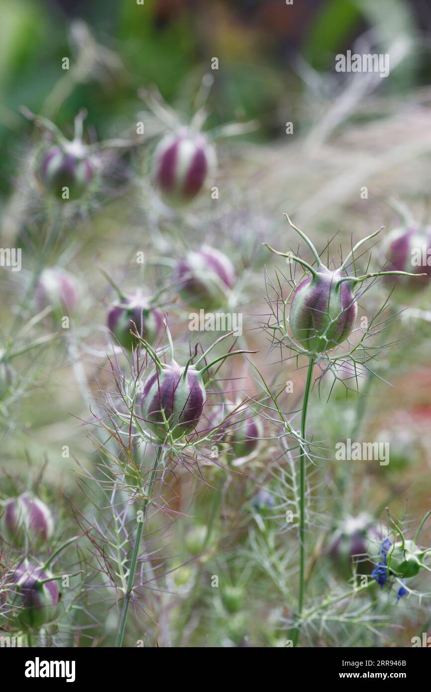 Nigella damascena 'Jewelsl' seedhead persan. Love-dans-le-charançon de la brume. Banque D'Images