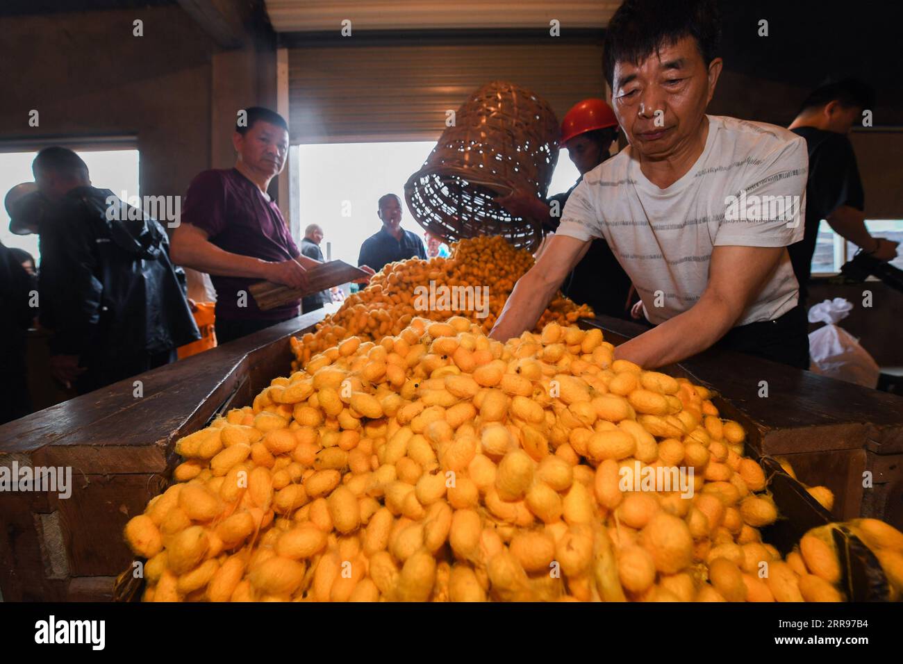 210531 -- TONGXIANG, 31 mai 2021 -- le personnel organise l'achat de cocons d'or dans une coopérative de sériciculture dans le village de Jiansheng de la ville de Tongxiang, province du Zhejiang dans l'est de la Chine, le 26 mai 2021. Tongxiang, province du Zhejiang de l'est de la Chine, est célèbre pour ses plus de 4 000 ans d'histoire de sériculture. Sa tradition d’élevage de vers à soie et de plantation de mûriers a été classée par le Conseil d’État comme patrimoine culturel immatériel national. Une nouvelle variété de ver à soie appelé cocon doré est de couleur or pâle. La soie traitée de cocon doré a une teneur plus élevée en lutéine et un meilleur effet antibactérien que t Banque D'Images