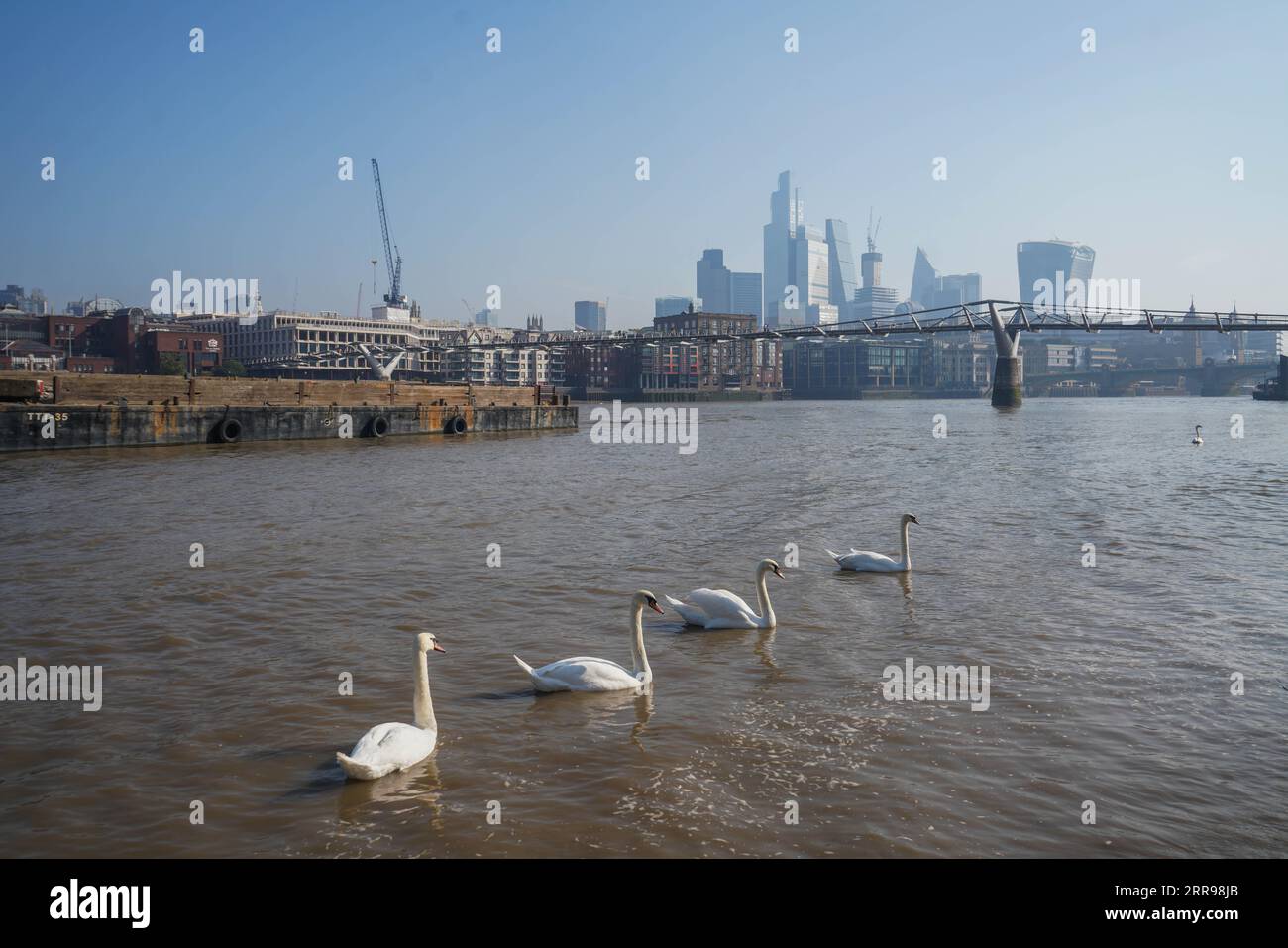 Londres Royaume-Uni. 7 septembre 2023 Cygnes nageant sur la Tamise sous le soleil éclatant alors que la canicule de la fin de l'été dans la capitale se poursuit. L'Agence britannique de sécurité sanitaire a émis un avertissement d'alerte cardiaque que la journée la plus chaude est attendue sur Saturbay avec des températures de 32C crédit amer ghazzal / Alamy Live News Banque D'Images