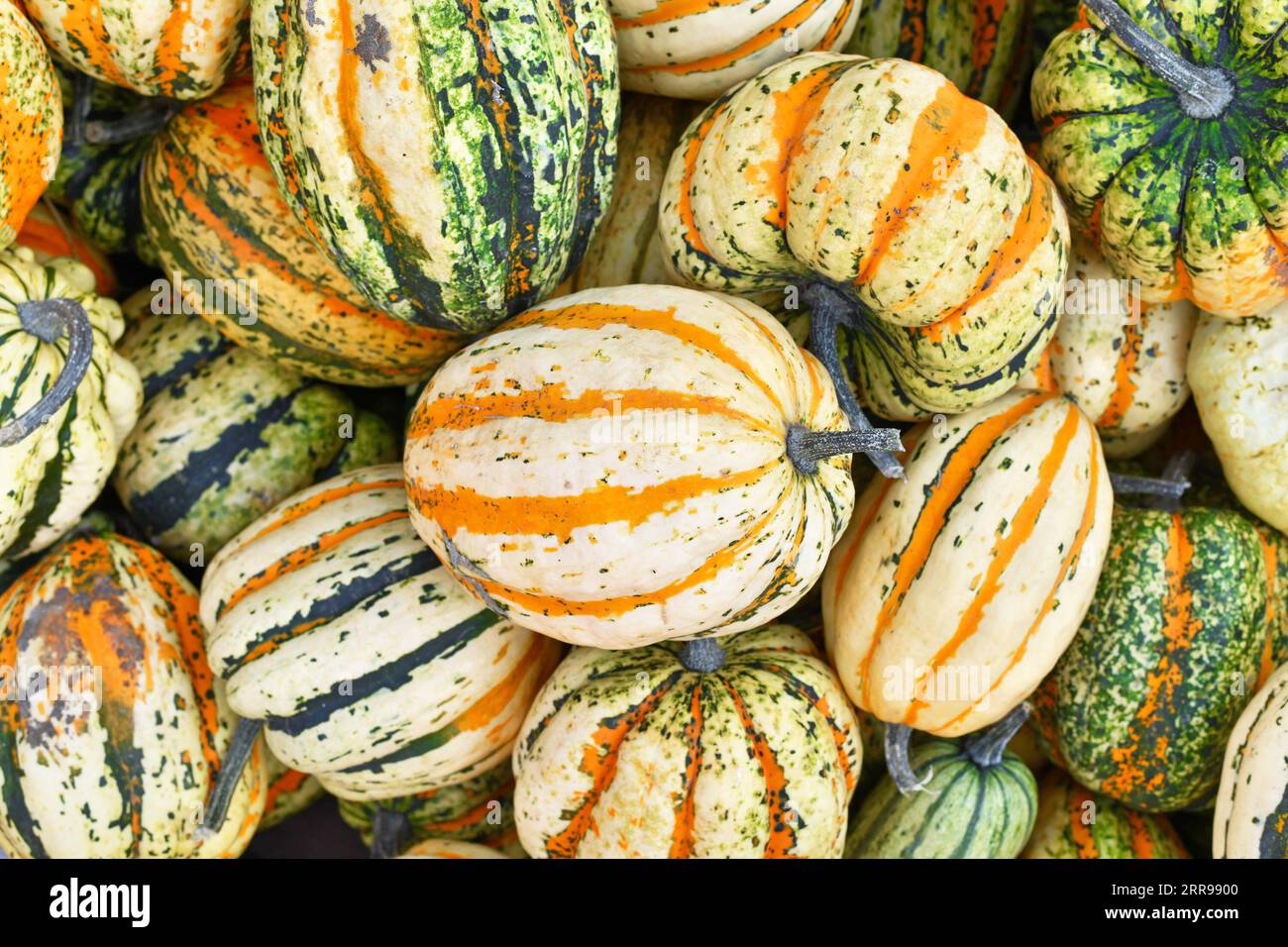 Vue de dessus de pile de squash d'Acorn rayé coloré Banque D'Images