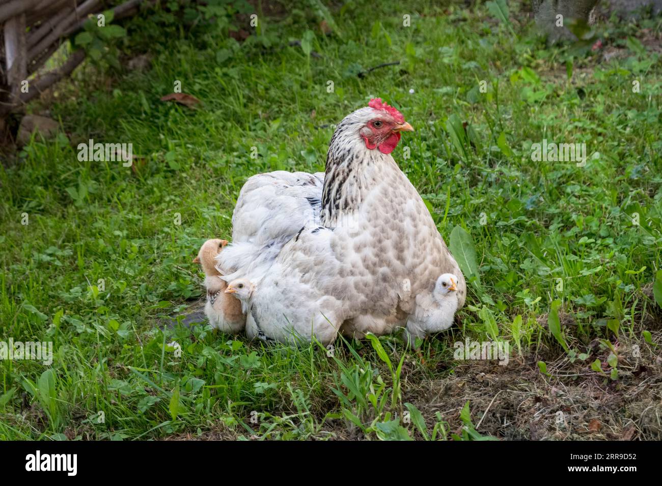 Une poule blanche mouchetée du Sussex avec ses poussins regardant sous ses ailes (Royaume-Uni) Banque D'Images