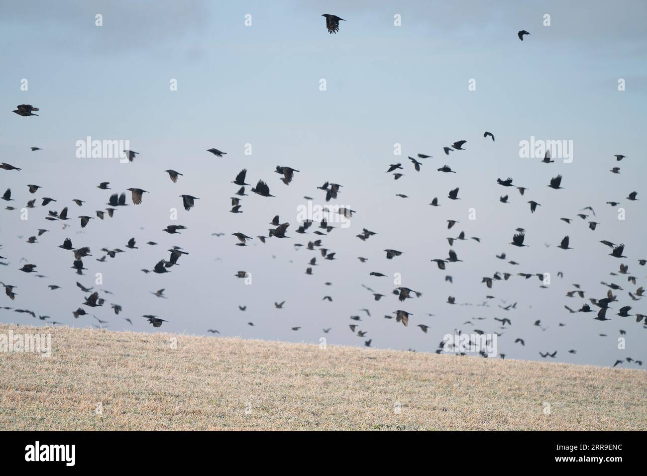 Un grand troupeau d'oiseaux au-dessus des champs d'hiver près de Bridgnorth, Shropshire Banque D'Images