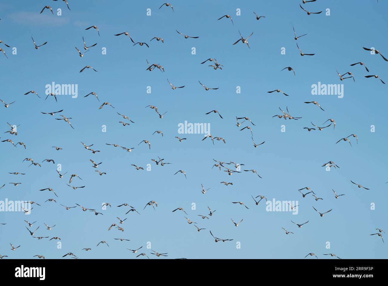 Un grand troupeau d'oiseaux au-dessus des champs d'hiver près de Bridgnorth, Shropshire Banque D'Images