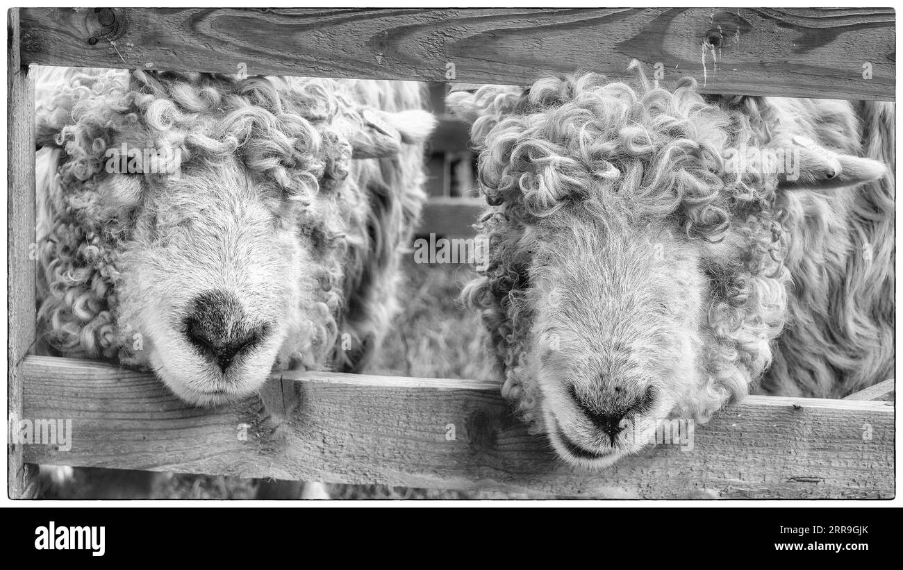 Photo monochrome de deux moutons Dartmoor à visage gris Banque D'Images