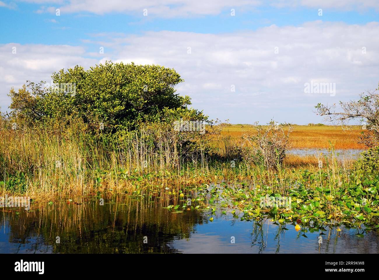 Les zones humides du sud de la Floride créent un environnement unique et sont préservées dans le parc national des Everglades Banque D'Images
