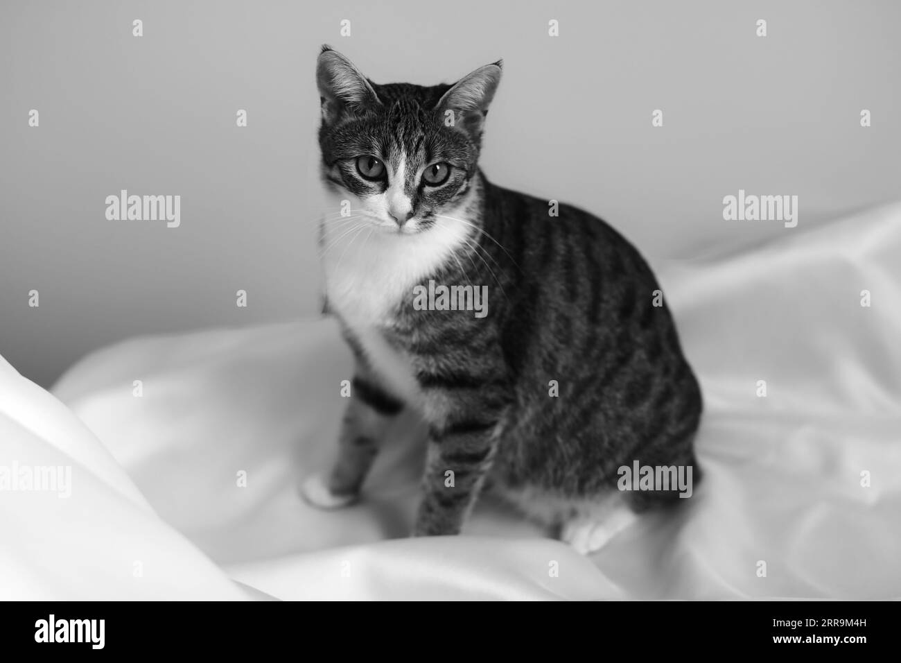 Une échelle de gris d'un chat tabby domestique sur une couverture Banque D'Images