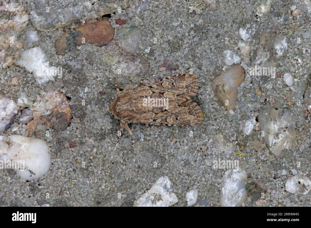 Moth rustique flounced sur Skokholm Pembrokeshire wales Banque D'Images