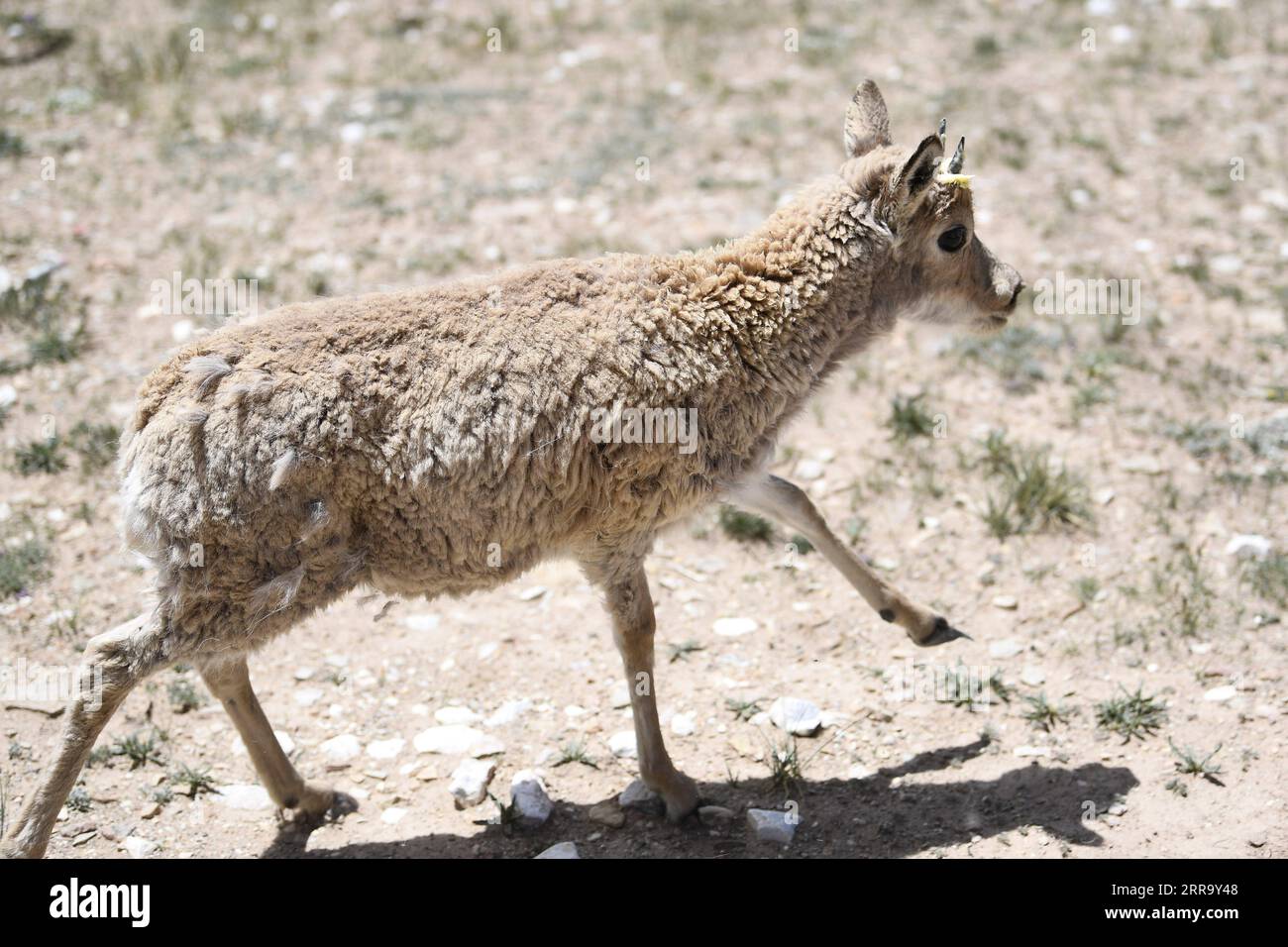 210707 -- Hoh XIL, 7 juillet 2021 -- Une antilope tibétaine est relâchée dans la nature dans un centre de sauvetage de la faune sauvage de la station de protection Sonam Dargye à Hoh XIL, dans le nord-ouest de la province de Qinghai, le 7 juillet 2021. Cinq antilopes tibétaines ont été relâchées dans la nature mercredi après avoir été sauvées dans la réserve naturelle nationale Hoh XIL du nord-ouest de la Chine, dans le cadre du parc national Sanjiangyuan, a déclaré le bureau de gestion du parc. Deux antilopes tibétaines femelles et trois antilopes tibétaines mâles ont été relâchées dans la nature vers 1:00 heures mercredi après des années de soins dans un poste de protection local. Antilopes tibétaines Banque D'Images