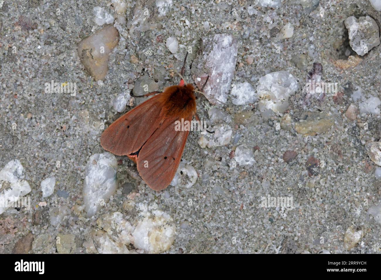 Ruby Tiger Moth sur Skokholm Pembrokeshire wales Banque D'Images